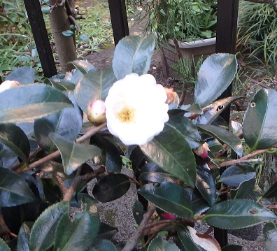 山茶花.JPG