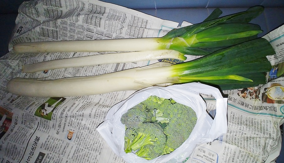 長ネギ3.jpg